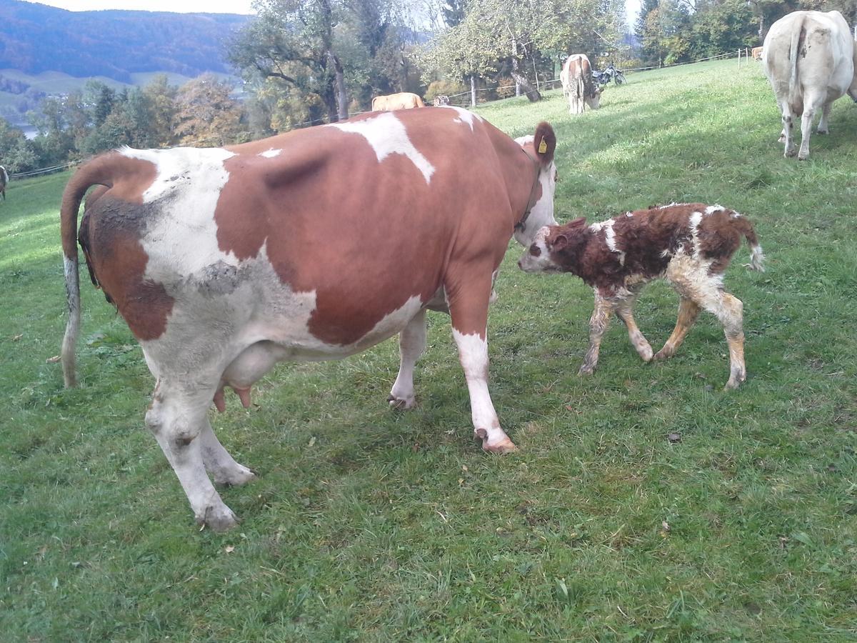 Villa Bauernhof Kasleitner Zell am Moos Esterno foto