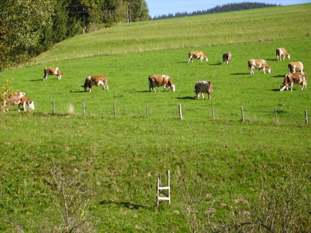 Villa Bauernhof Kasleitner Zell am Moos Esterno foto
