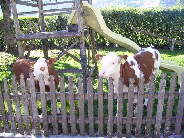 Villa Bauernhof Kasleitner Zell am Moos Esterno foto