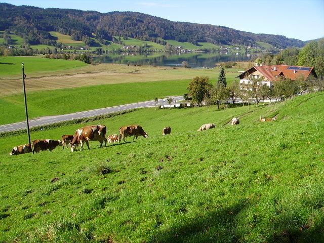 Villa Bauernhof Kasleitner Zell am Moos Esterno foto